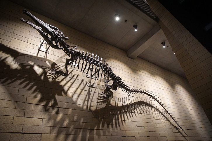 ロビー壁面に展示されている実物大のマチカネワニの化石のレプリカ
